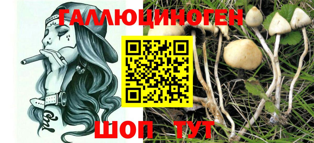 Галлюциногенные грибы прущие грибы  Фролово  Псилоцибиновые грибы мицелий 